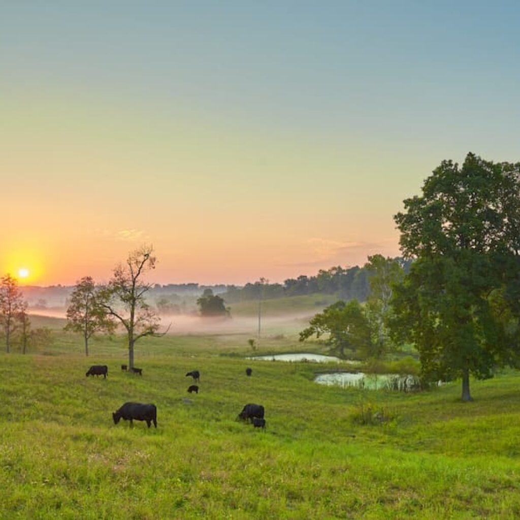 cows in field in bourbon county kentucky