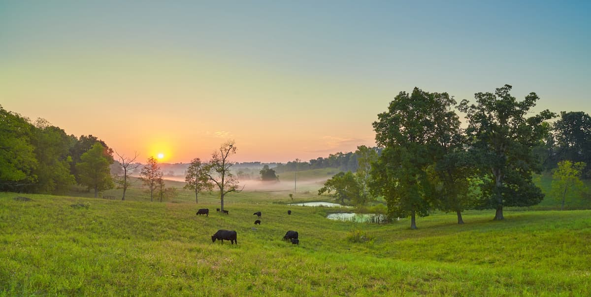 cows in field in bourbon county kentucky