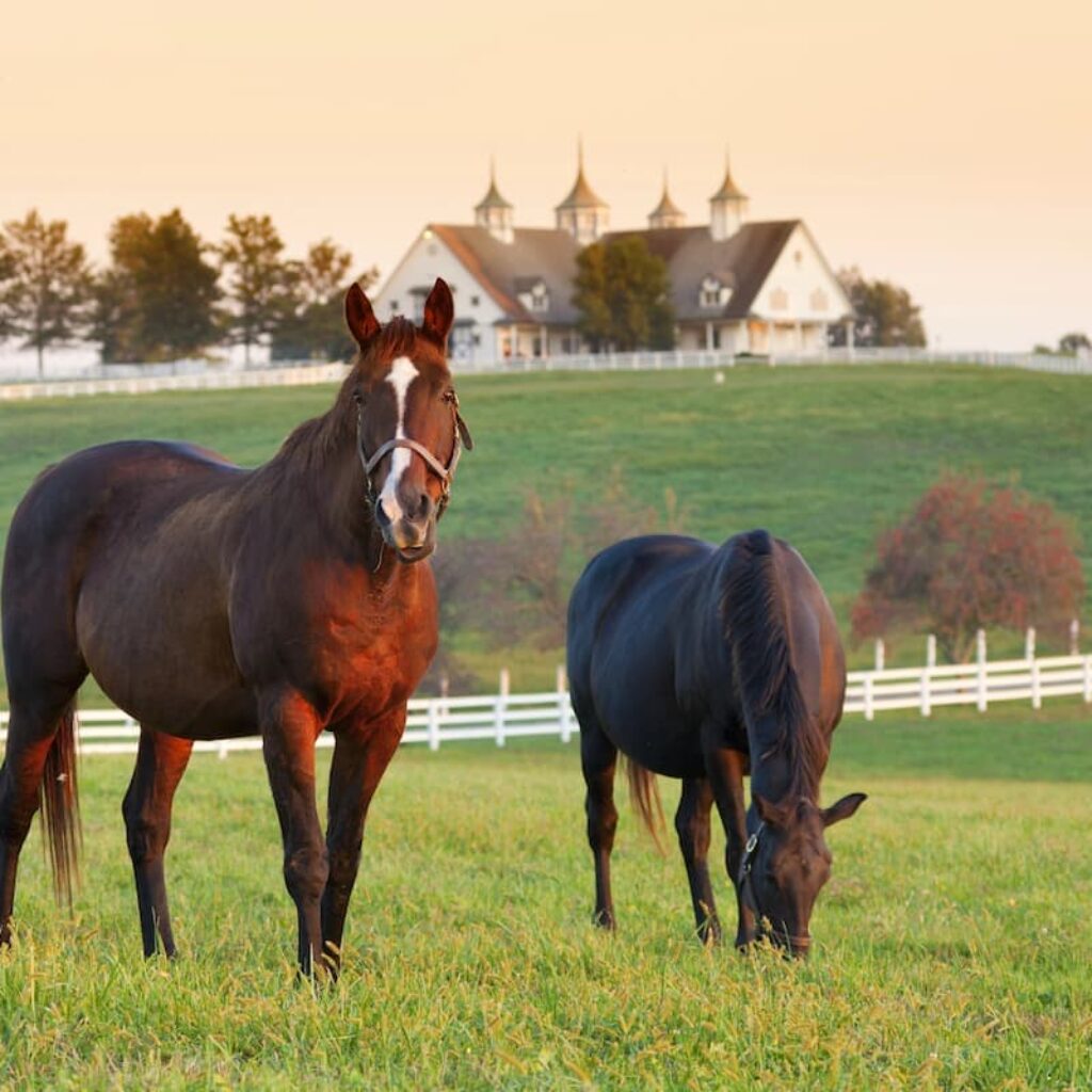 horses in a field in fayette county kentucky