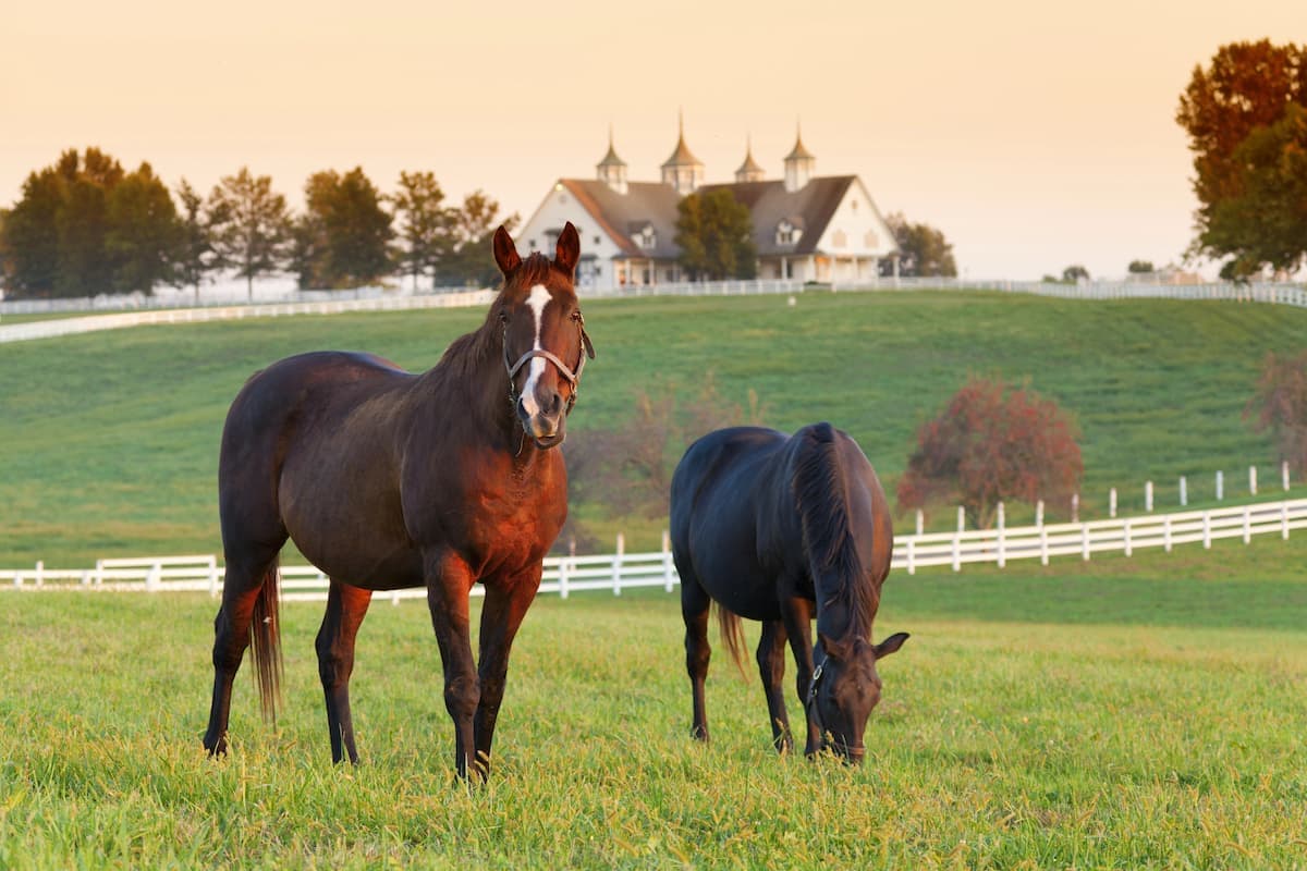 horses in a field in fayette county kentucky